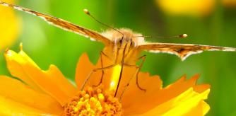 Mariposa vanesa de los cardos en el jardín del monasterio de Pedralbes.