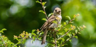 LV_ El trágico destino de los gorriones