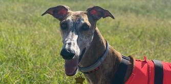 Galgo