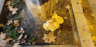 Setas en la Avinguda Icària de Barcelona.