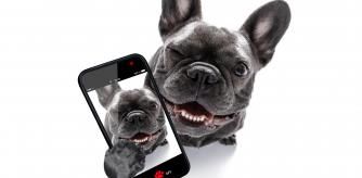 curious french bulldog dog looking up to owner taking a selfie or snapshot with mobile phone or smartphone