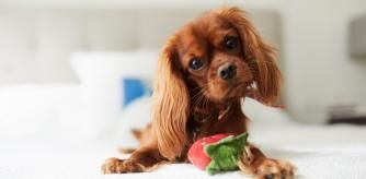 Un Cavalier King Charles Spaniel con un juguete