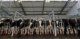 Vacas lecheras estabuladas en una macrogranja