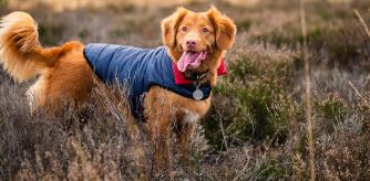 Protege a tus mascotas del frío con los mejores abrigos y accesorios de abrigo para casa