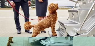 Perro preparado para subir al avión privado