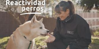 Consejos de la experta en educación canina Ingrid Ramón para conseguir un paseo tranquilo con tu perro: cómo tratar de mejorar los paseos con un perro reactivo a otros perros