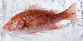Pescado nevera hielo