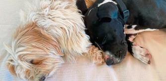 perritos de personas sin techo