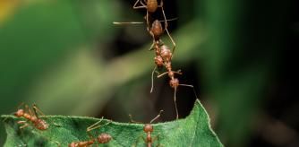 5 insecticidas y repelentes baratos