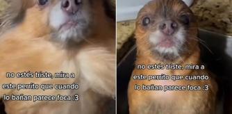 Un perro conquista las redes por su asombroso parecido a una foca cuando se baña