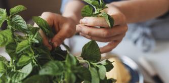 La menta es una hierba aromática que ahuyenta los mosquitos.