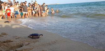 Torguas liberadas en la playa de la Picòrdia de Arenys de Mar