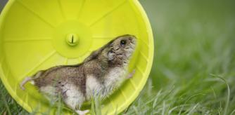 Hamster running in the wheel