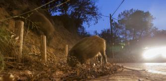 FOTO: MANE ESPINOSA. UNA PAREJA DE JABALIES BUSCAN COMIDA JUNTO A LA CARRETERA ENTRE LES PLANES Y VALLVIDRERA.