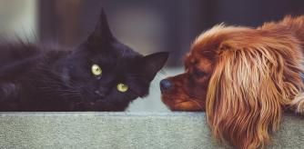 Aunque nos gustaría, llevarnos a nuestra mascota de vacaciones no siempre es posible.