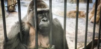 La gorila Bua Noi vive en un reciento dentro del centro comercial Pata, en Bangkok  .