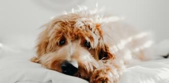 A diferencia de las mujeres humanas, las perras hembras no tienen la menopausia.