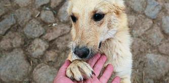 -FOTODELDÍA- AME1511. LA PAZ (BOLIVIA), 16/08/2023.- Un cachorro recibe cariño en un albergue el 11 de agosto de 2023, en La Paz (Bolivia). Las manifestaciones de afecto hacia los perros abundaron este miércoles en Bolivia por el Día de San Roque, que se caracteriza por los homenajes y hasta celebraciones religiosas para los animalitos considerados 
