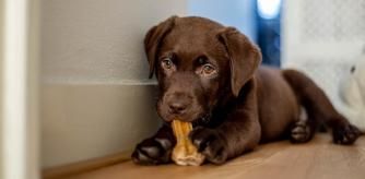 Un cachorro de perro labrador marrón mordiendo un hueso estirado en el suelo.