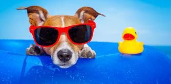 Un Jack russell con un flotador y gafas de sol.