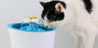 Gato bebiendo de una fuente