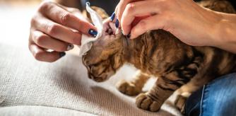 Una mujer limpia la oreja de su gato con una toallita
