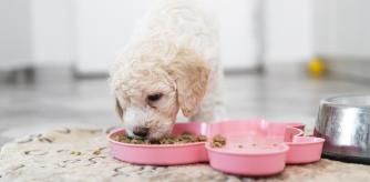 Un cachorro comiendo pienso en su plato.