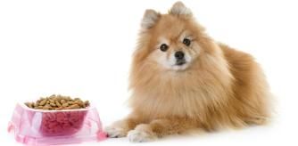 Un perro pomerania con su comida