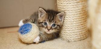 Un gatito jugando en su rascador