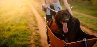 Los carritos para perros son aptos para perros de todos los tamaños.