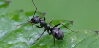Hormiga de la especie 'Formica fusca'