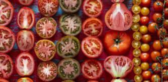 Tomates de distintas variedades