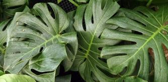 monstera