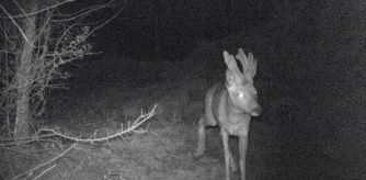 Una captura de la grabación de corzos en la Serralada Marina
