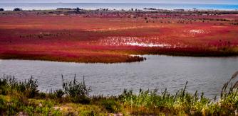 Marismas del delta del Llobregat en otoño
