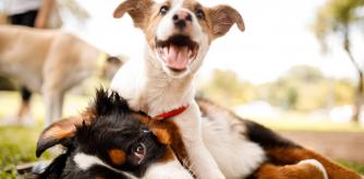 Mima a tus mascotas con los mejores productos de la línea 'low cost' Basics Amazon