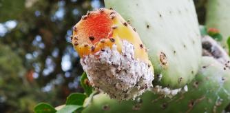 Fruto de una chumbera ('Opuntia ficus-indica') afectada por una cohinilla del carmín ('Dactylopius opuntiae') .
