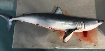 El tiburón mako ('Isurus oxyrinchus') es una especie de tamaño grande muy rara actualmente en el litoral de Catalunya .