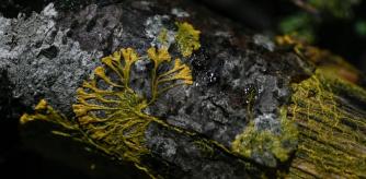 Tiene 720 sexos, puede aprender y en un día puede duplicar su tamaño pese a todas sus limitaciones