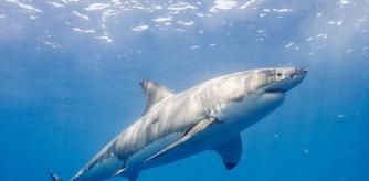 Los tiburones tienen muy mala fama