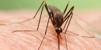 El 'Aedes japonicus', una nueva especie invasora de mosquito proveniente de Oriente.