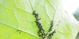 LV_ La receta de repelente natural para eliminar el pulgón: salvará tus plantas