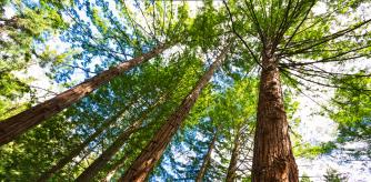 La secuoya gigante ('Sequoiadendron giganteum') es un ejemplo de la riqueza, variedad y espectacularidad del reino de las plantas .