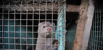 Visón americano en granja sueca