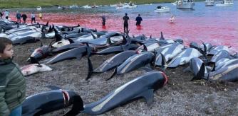 Dramática matanza de 1.428 delfines en una sola noche en las islas Feroe