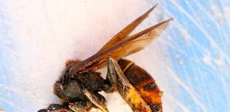 Este mediodía he podido hacer este reportaje fotográfico en detalle de la avispa asiática, que aún tenemos vivas en el monasterio de Pedralbes, esperando que control de plagas pasen a matarlas.