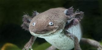 Ejemplar hembra de ajolote, en peligro de extinción