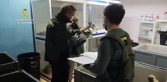 Investigan el comercio ilegal de mascotas en tiendas de Mataró, Mallorca y Canarias