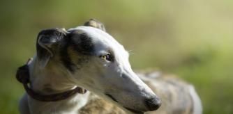 Un galgo ha resultado el más perjudicado, perdiendo su vida