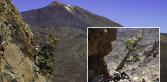 Uno de los cedros de Canarias ('Juniperus cedrus') que, según la datación, puede ser el árbol de más edad de la Unión Europea  .